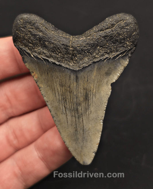 2.71" Megalodon Tooth Fossil - Beaufort, South Carolina | Fossil Driven - Fossil Driven