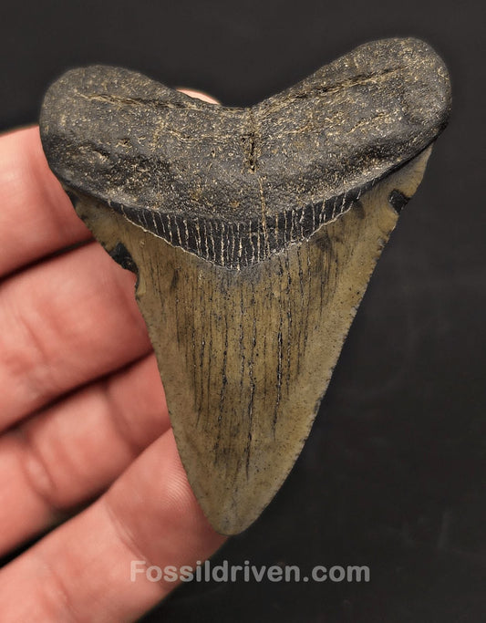 2.71" Megalodon Tooth Fossil - Beaufort, South Carolina | Fossil Driven - Fossil Driven
