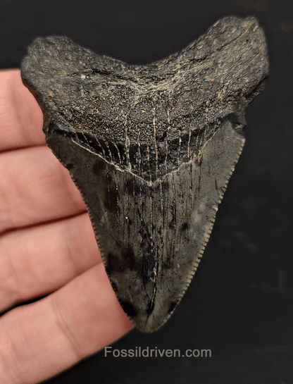 2.71" South Carolina Megalodon Tooth - Solid Specimen - Authentic Fossil Shark Tooth - Fossil Driven