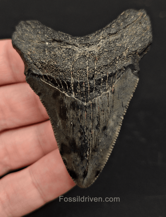 2.71" South Carolina Megalodon Tooth - Solid Specimen - Authentic Fossil Shark Tooth - Fossil Driven