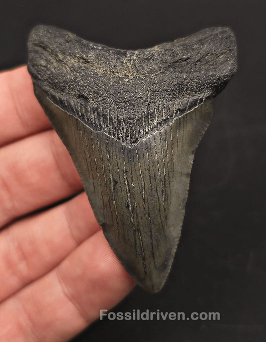 2.72" Fossil Megalodon Tooth - Beaufort, South Carolina | Fossil Driven - Fossil Driven