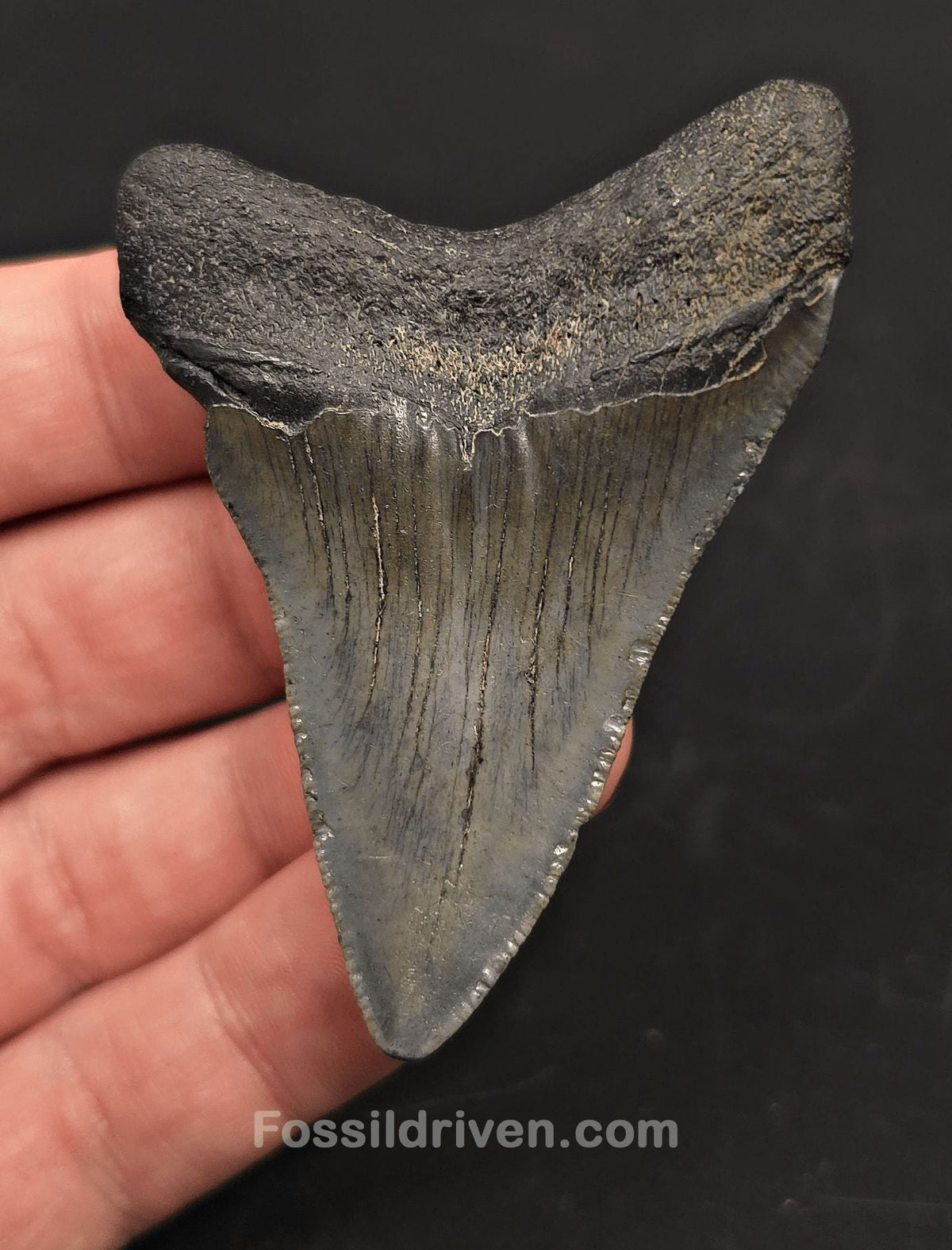 2.72" Fossil Megalodon Tooth - Beaufort, South Carolina | Fossil Driven - Fossil Driven