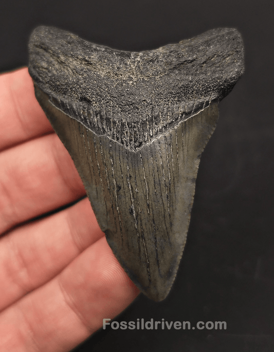 2.72" Fossil Megalodon Tooth for Sale - Beaufort, South Carolina | Fossil Driven - Fossil Driven
