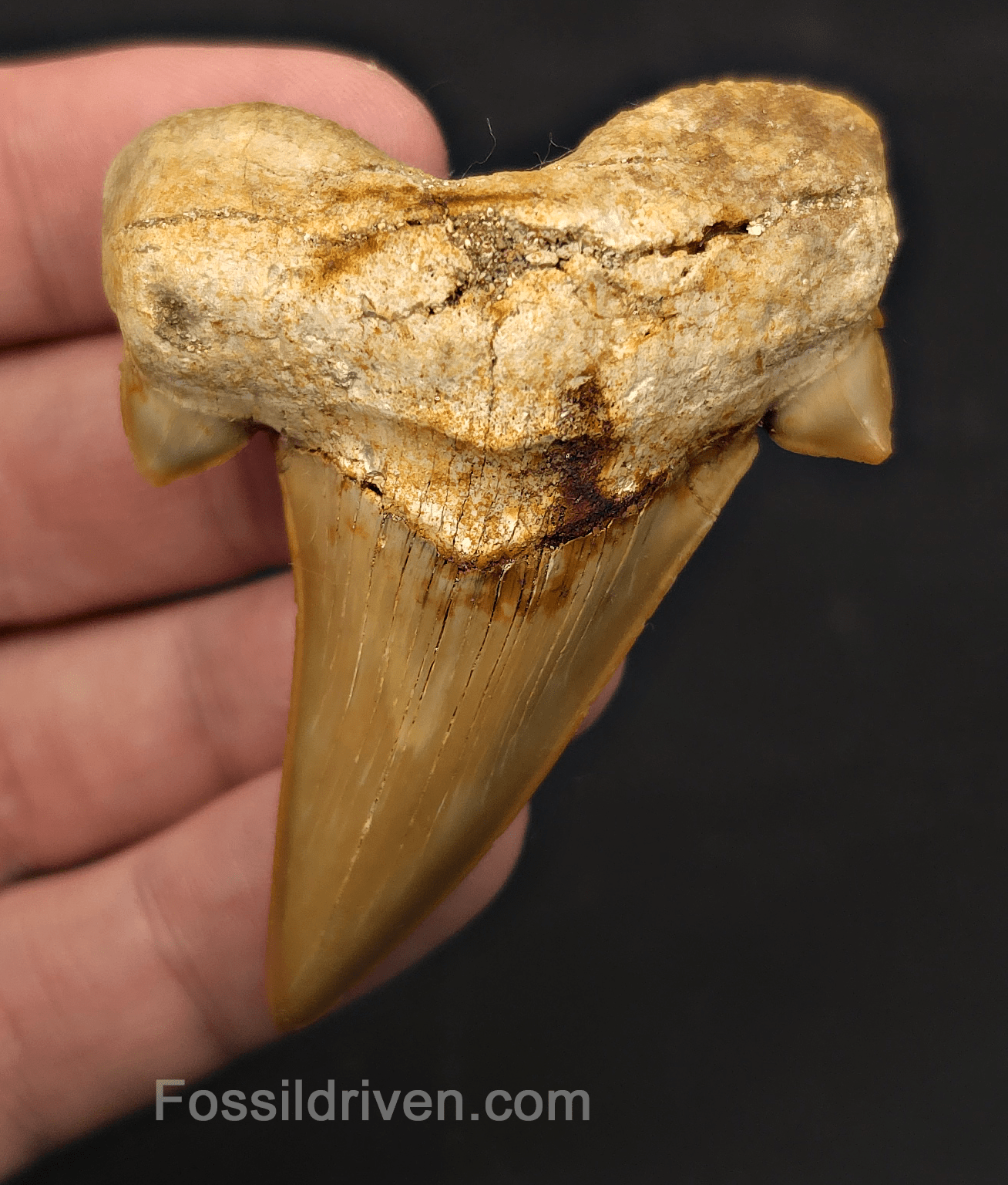 2.72" Fossil Otodus obliquus Tooth - Morocco | Fossil Driven - Fossil Driven