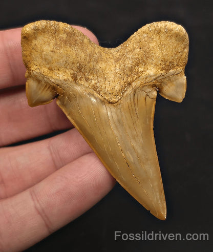 2.72" Fossil Otodus obliquus Tooth - Morocco | Fossil Driven - Fossil Driven