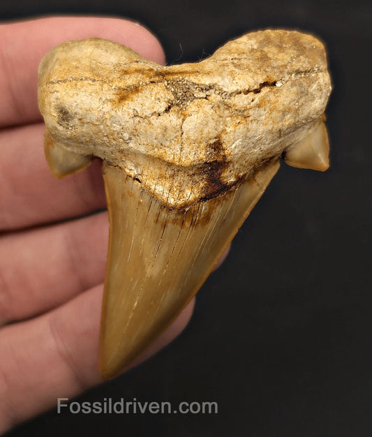 2.72" Fossil Otodus obliquus Tooth - Morocco | Fossil Driven - Fossil Driven
