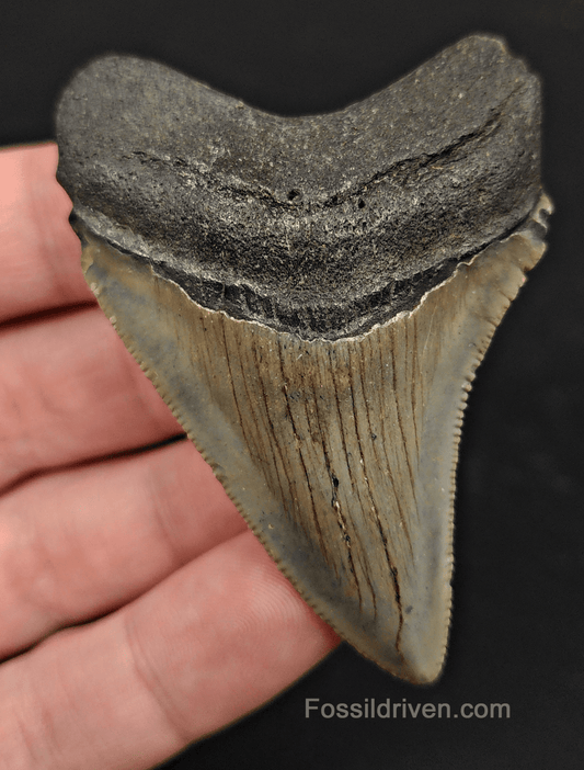 2.72" North Carolina Megalodon Tooth - Complete Specimen - Real Fossil Shark Tooth - Fossil Driven