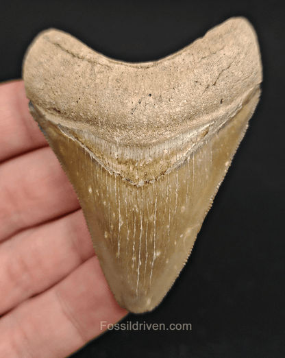 2.73" Fossil Megalodon Tooth – Authentic Fossil from Bone Valley, Florida - Fossil Driven