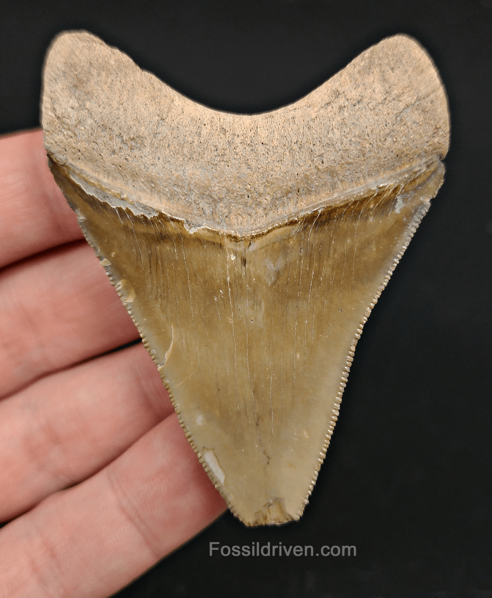 2.73" Fossil Megalodon Tooth – Authentic Fossil from Bone Valley, Florida - Fossil Driven