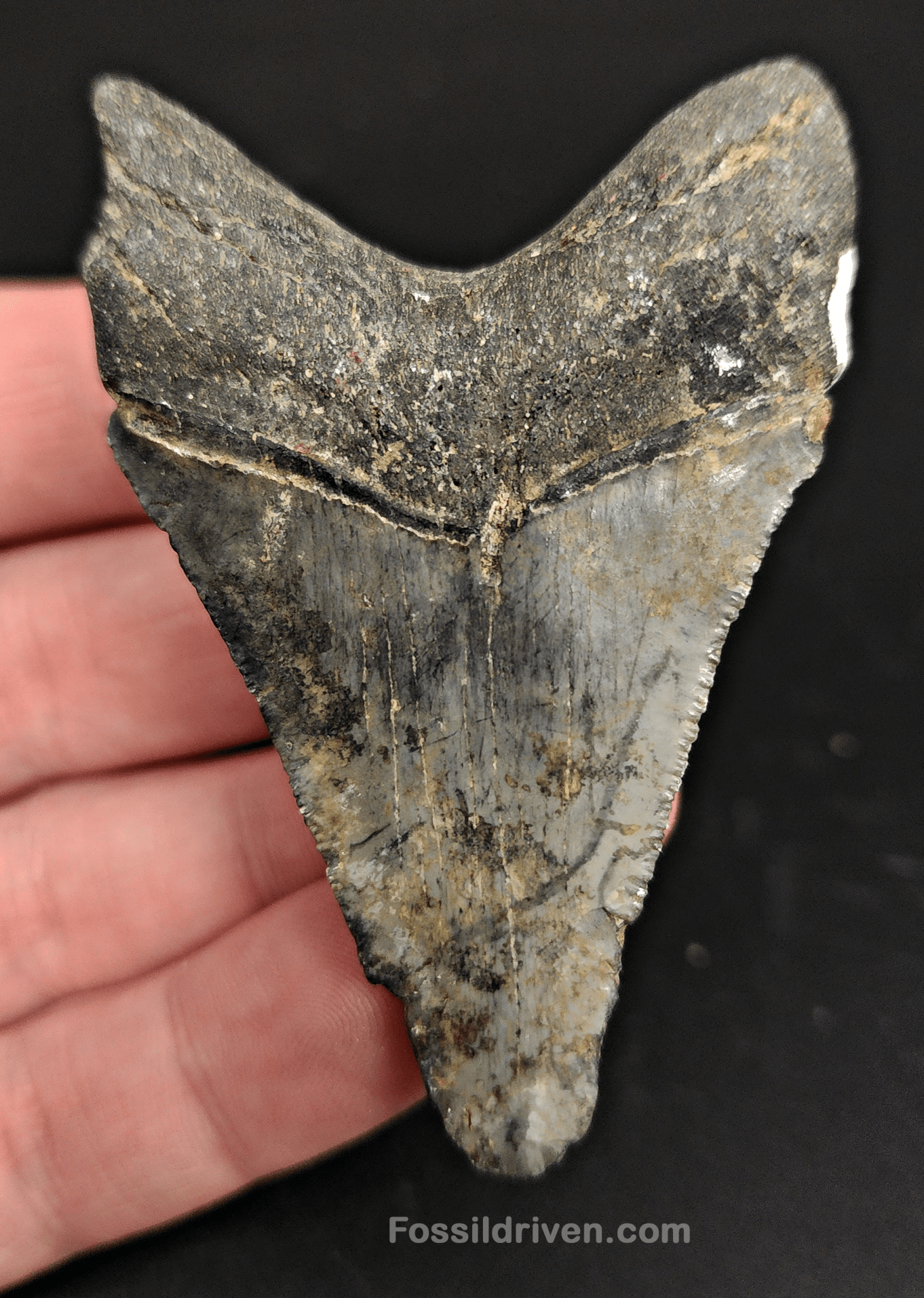 2.73" Fossil Megalodon Tooth – Authentic Fossil from Venice, Florida - Fossil Driven