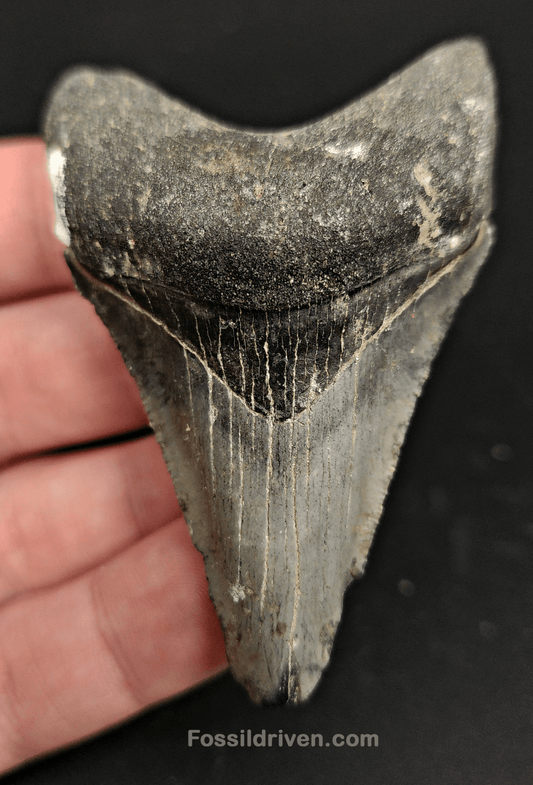 2.73" Fossil Megalodon Tooth – Authentic Fossil from Venice, Florida - Fossil Driven
