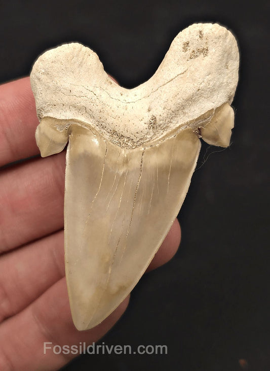 2.73" Fossil Otodus obliquus Tooth - Morocco | Fossil Driven - Fossil Driven