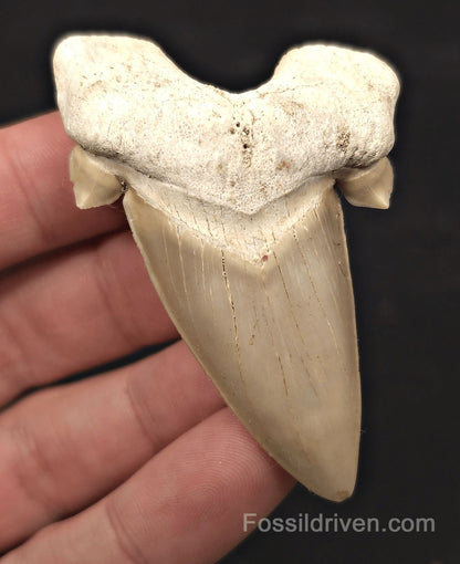 2.73" Fossil Otodus obliquus Tooth - Morocco | Fossil Driven - Fossil Driven