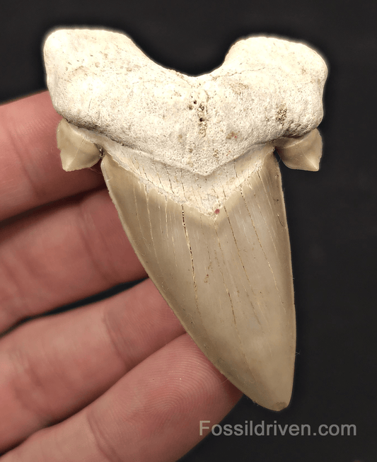 2.73" Fossil Otodus obliquus Tooth - Morocco | Fossil Driven - Fossil Driven