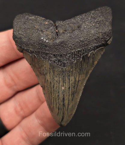 2.74" Fossil Megalodon Tooth - Charleston, South Carolina | Fossil Driven - Fossil Driven