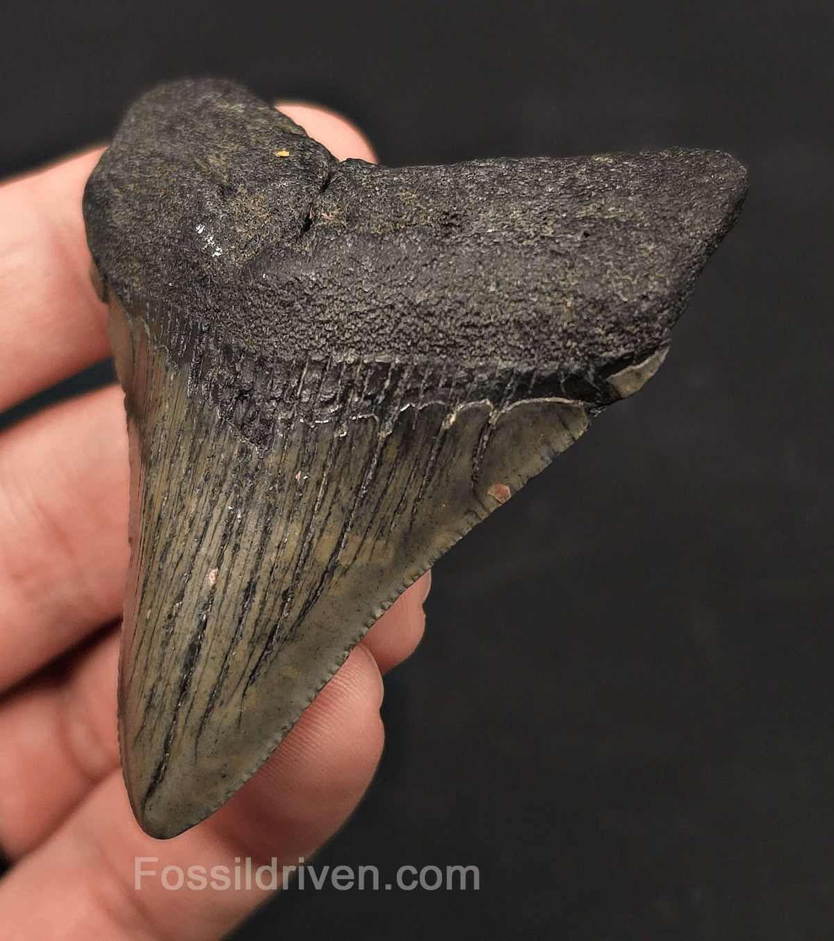 2.74" Fossil Megalodon Tooth - Charleston, South Carolina | Fossil Driven - Fossil Driven