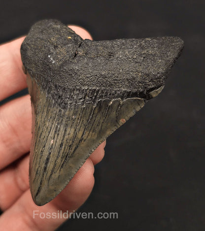 2.74" Fossil Megalodon Tooth - Charleston, South Carolina | Fossil Driven - Fossil Driven