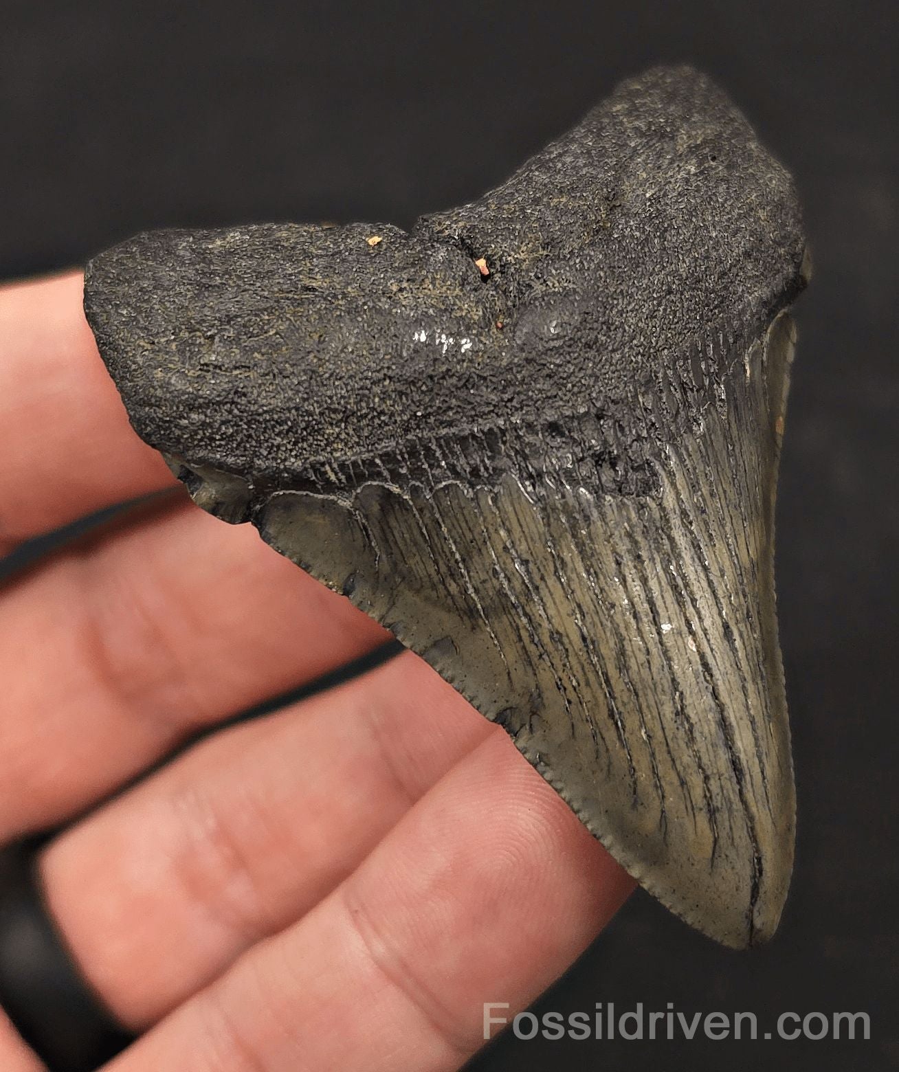 2.74" Fossil Megalodon Tooth - Charleston, South Carolina | Fossil Driven - Fossil Driven
