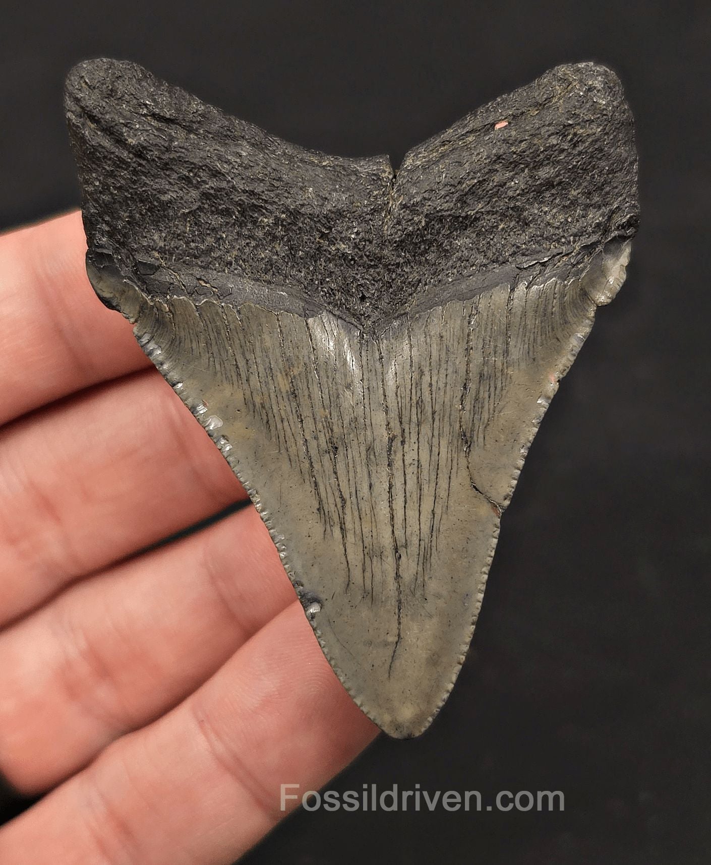 2.74" Fossil Megalodon Tooth - Charleston, South Carolina | Fossil Driven - Fossil Driven