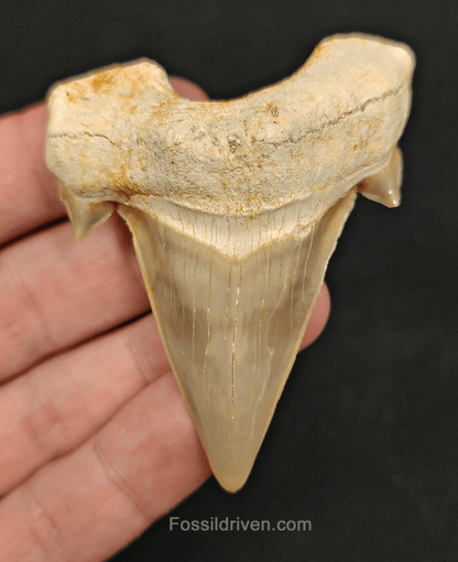 2.74" Otodus obliquus Tooth – Genuine Eocene Shark Fossil from Morocco - Fossil Driven