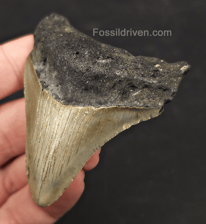 2.76" Fossil Megalodon Tooth - Charleston, South Carolina | Fossil Driven - Fossil Driven