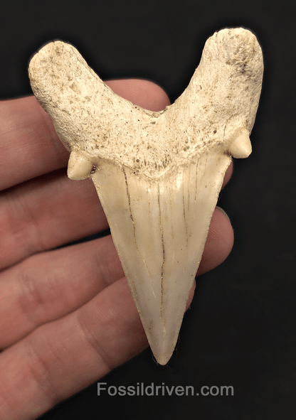 2.76" Fossil Otodus obliquus Tooth - Morocco | Fossil Driven - Fossil Driven