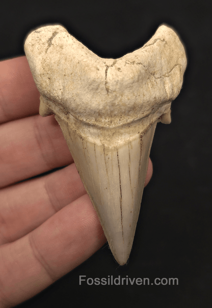 2.76" Fossil Otodus obliquus Tooth - Morocco | Fossil Driven - Fossil Driven