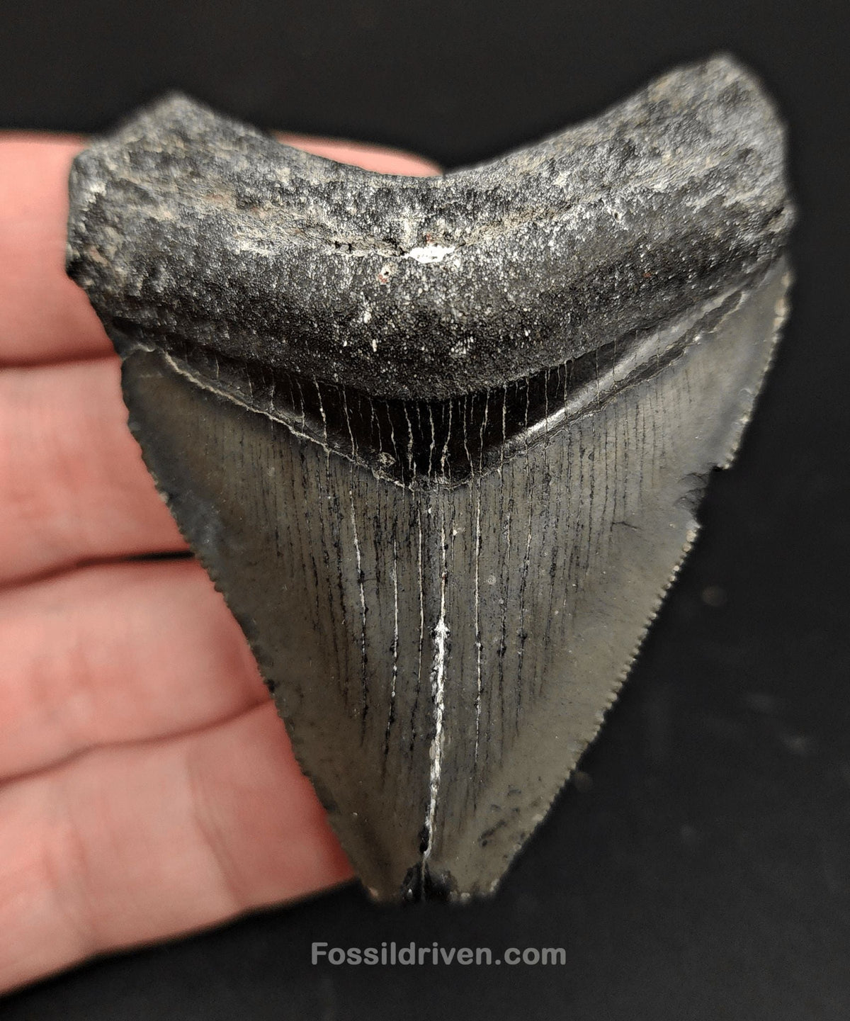 2.77" Fossil Megalodon Tooth - Venice, Florida | Fossil Driven - Fossil Driven