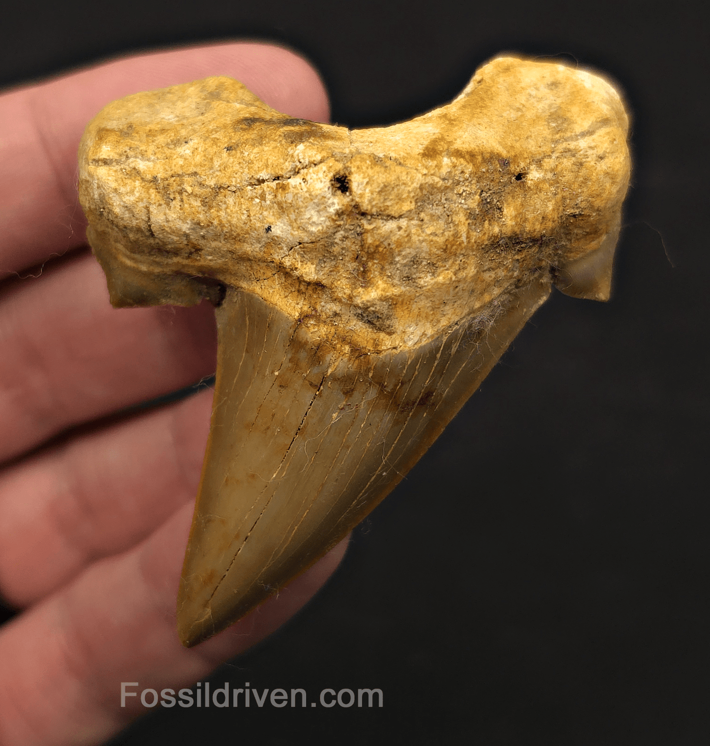 2.77" Fossil Otodus obliquus Tooth - Morocco | Fossil Driven - Fossil Driven