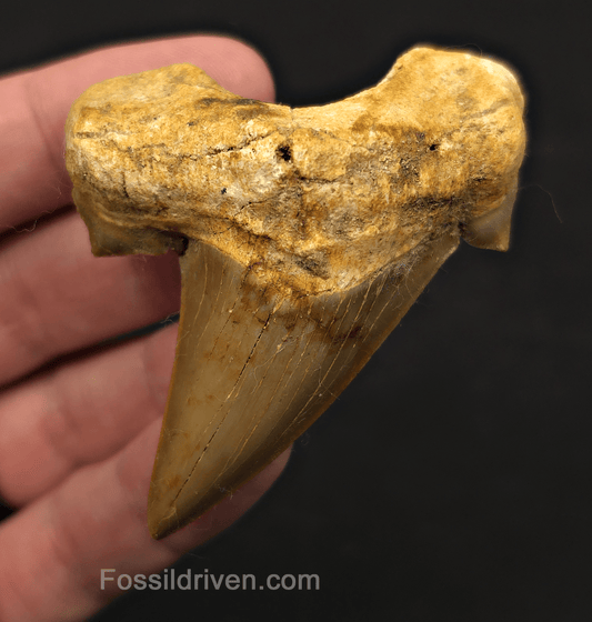 2.77" Fossil Otodus obliquus Tooth - Morocco | Fossil Driven - Fossil Driven