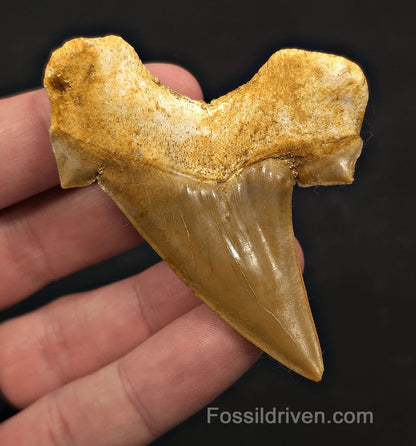 2.77" Fossil Otodus obliquus Tooth - Morocco | Fossil Driven - Fossil Driven