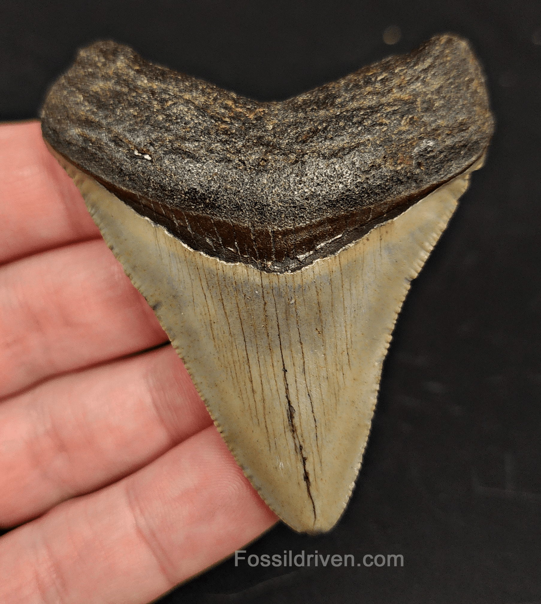 2.77" North Carolina Megalodon Tooth - Complete Specimen - Real Fossil Shark Tooth - Fossil Driven