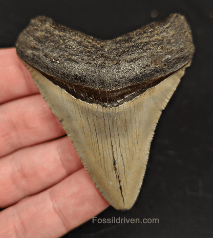 2.77" North Carolina Megalodon Tooth - Complete Specimen - Real Fossil Shark Tooth - Fossil Driven
