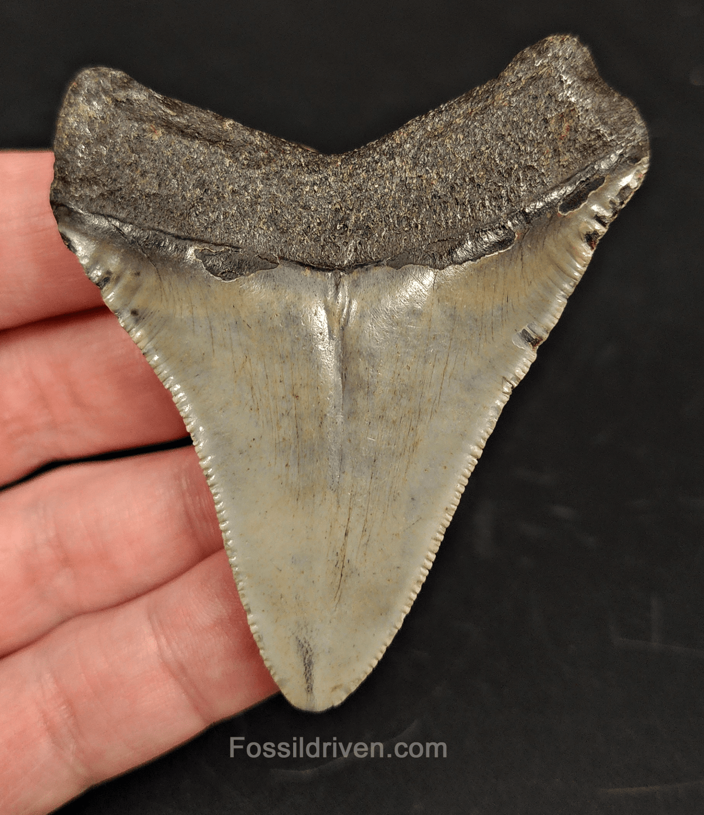 2.77" North Carolina Megalodon Tooth - Complete Specimen - Real Fossil Shark Tooth - Fossil Driven