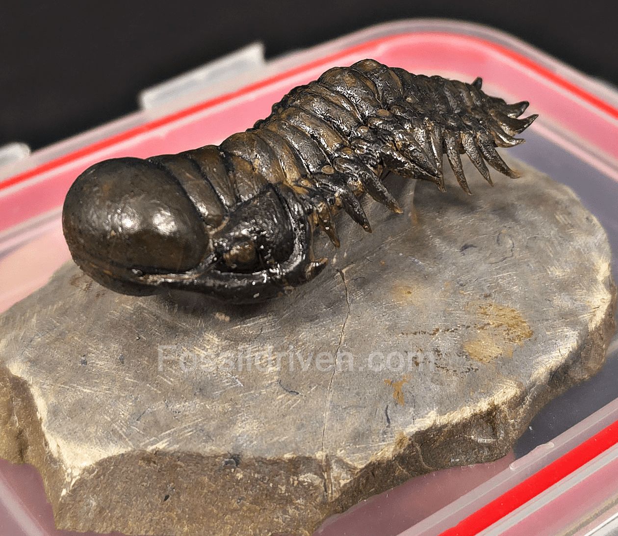 2.78" Flying Crotalocephalina Trilobite – Devonian – Issoumour, Morocco - Fossil Driven