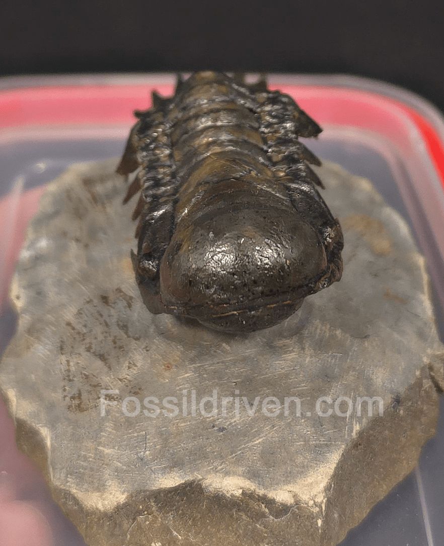 2.78" Flying Crotalocephalina Trilobite – Devonian – Issoumour, Morocco - Fossil Driven