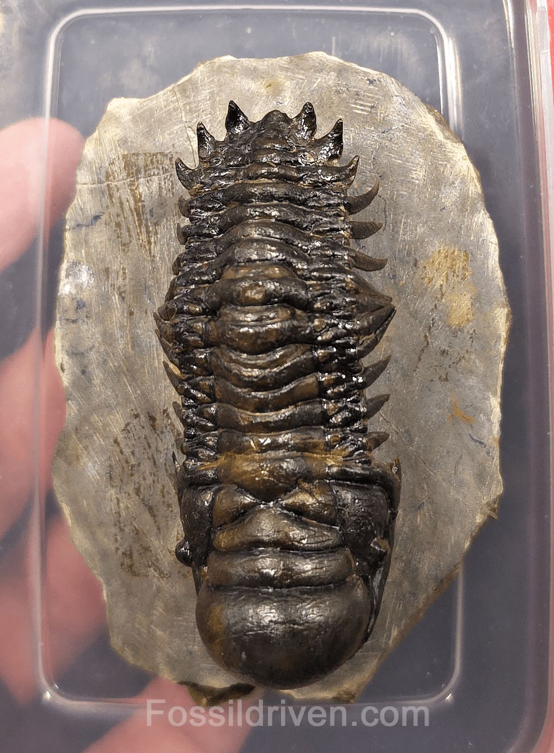 2.78" Flying Crotalocephalina Trilobite – Devonian – Issoumour, Morocco - Fossil Driven