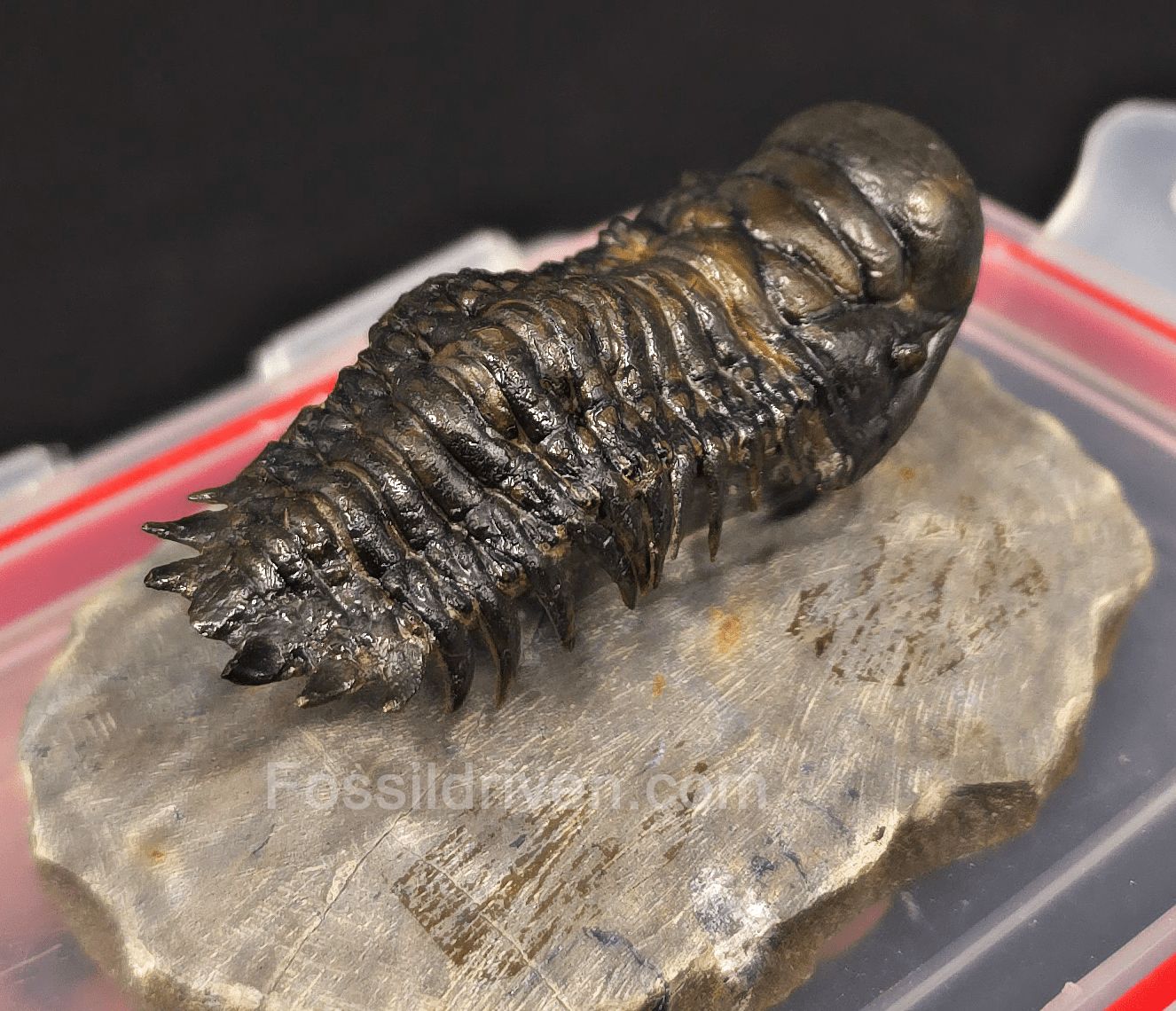 2.78" Flying Crotalocephalina Trilobite – Devonian – Issoumour, Morocco - Fossil Driven