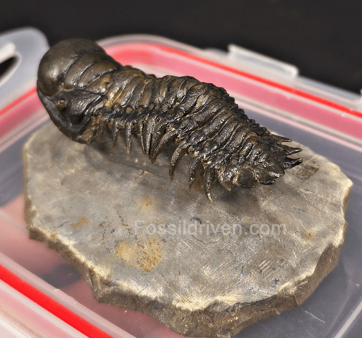 2.78" Flying Crotalocephalina Trilobite – Devonian – Issoumour, Morocco - Fossil Driven