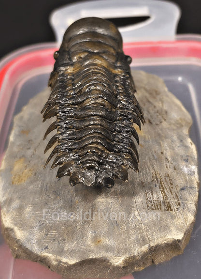 2.78" Flying Crotalocephalina Trilobite – Devonian – Issoumour, Morocco - Fossil Driven