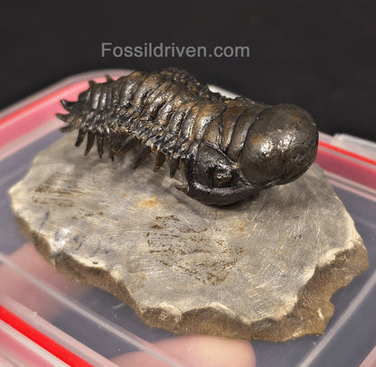 2.78" Flying Crotalocephalina Trilobite – Devonian – Issoumour, Morocco - Fossil Driven
