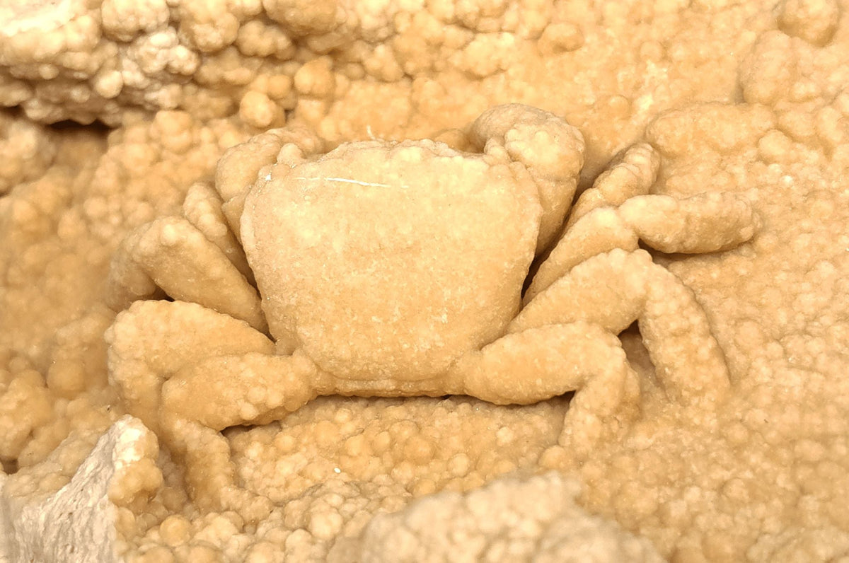 2.78" Fossil Crab (Potamon potamios) in Travertine - Denizli Basin, Turkey - Fossil Driven
