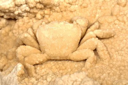2.78" Fossil Crab (Potamon potamios) in Travertine - Denizli Basin, Turkey - Fossil Driven