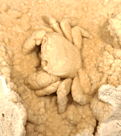 2.78" Fossil Crab (Potamon potamios) in Travertine - Denizli Basin, Turkey - Fossil Driven
