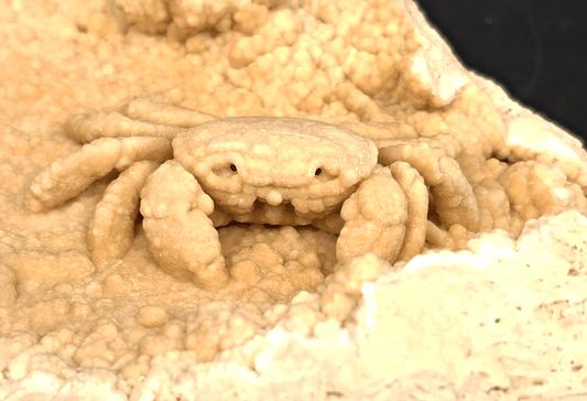 2.78" Fossil Crab (Potamon potamios) in Travertine - Denizli Basin, Turkey - Fossil Driven
