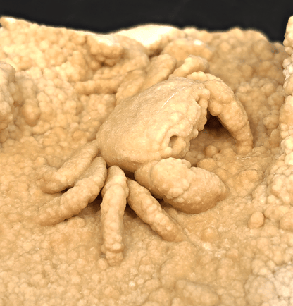 2.78" Fossil Crab (Potamon potamios) in Travertine - Denizli Basin, Turkey - Fossil Driven