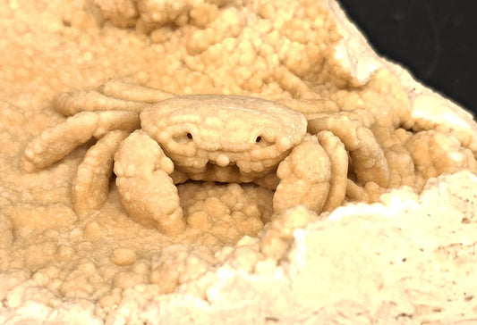 2.78" Fossil Crab (Potamon potamios) in Travertine - Denizli Basin, Turkey - Fossil Driven