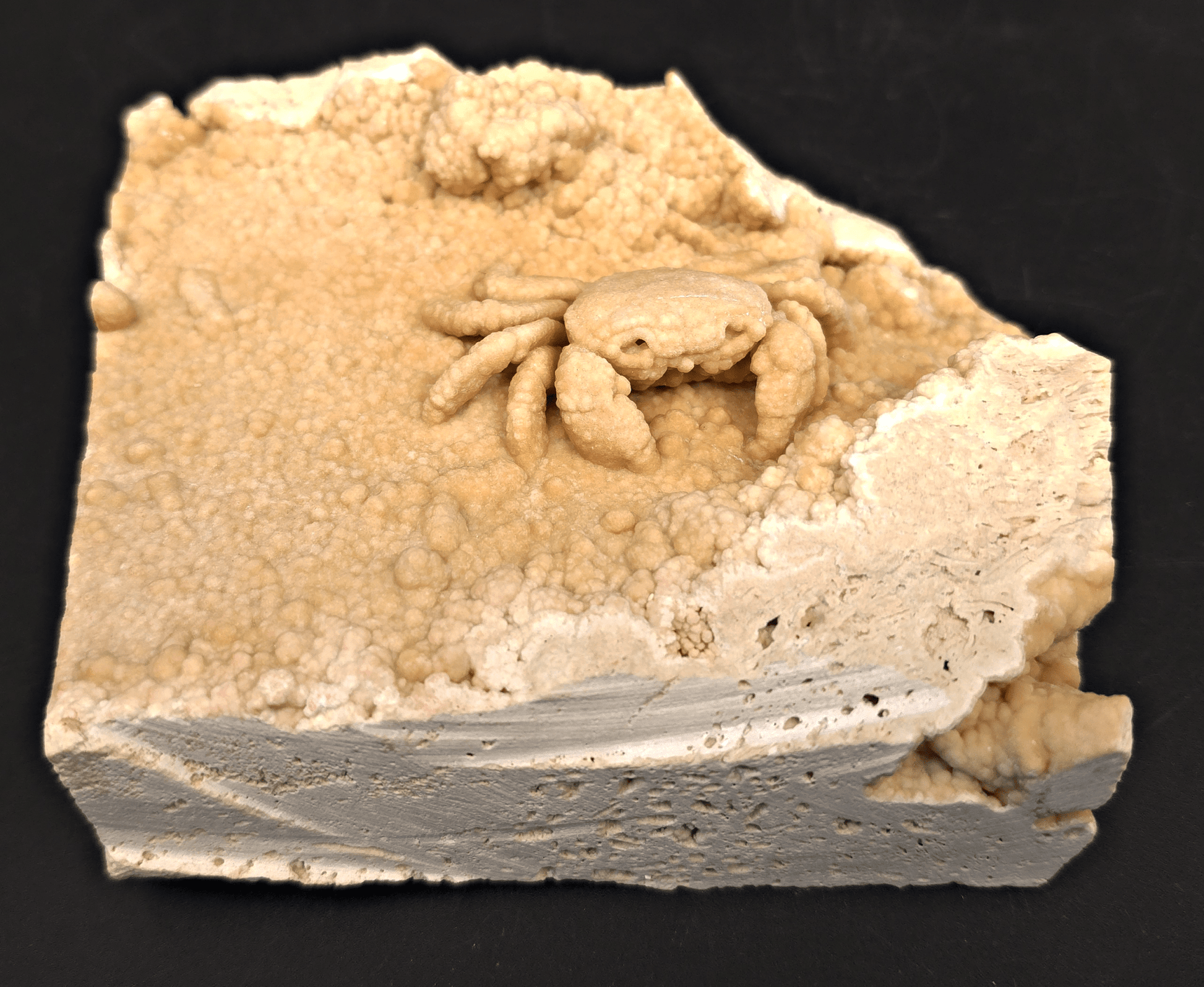 2.78" Fossil Crab (Potamon potamios) in Travertine - Denizli Basin, Turkey - Fossil Driven