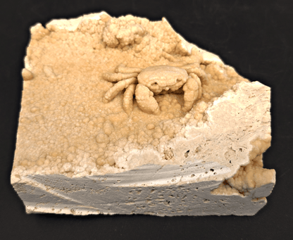 2.78" Fossil Crab (Potamon potamios) in Travertine - Denizli Basin, Turkey - Fossil Driven