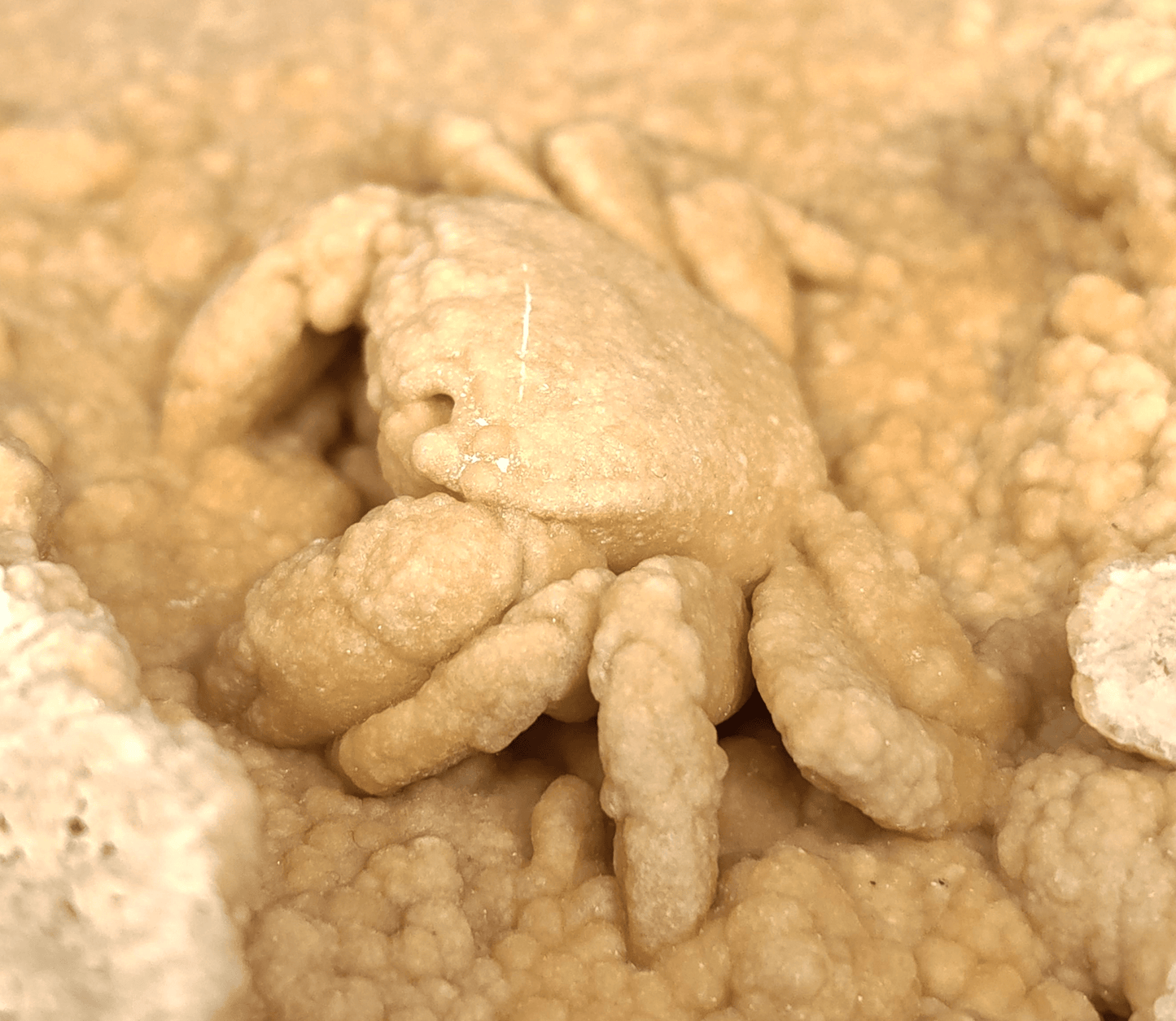 2.78" Fossil Crab (Potamon potamios) in Travertine - Denizli Basin, Turkey - Fossil Driven